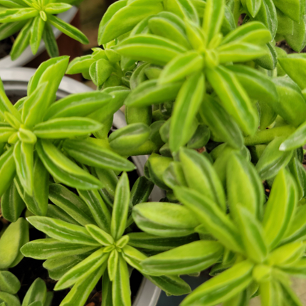 Quesadillita (Peperomia Nivalis)  | Vegago Chile
