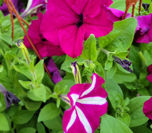 Petunia Mediana Plus (C20)  | Vegago Chile