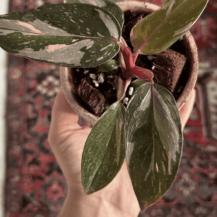 Princesa Rosada (Philo Pink Princess)
