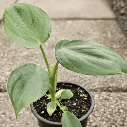 Espada De Plata - Philo Pittieri | Vegago Chile
