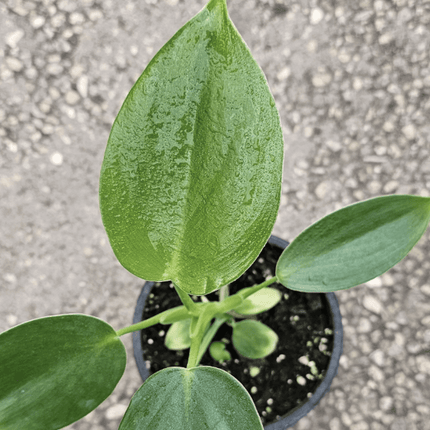 Espada De Plata - Philo Pittieri | Vegago Chile