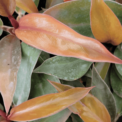 Principe Naranja - Philo Prince Of Orange | Vegago Chile