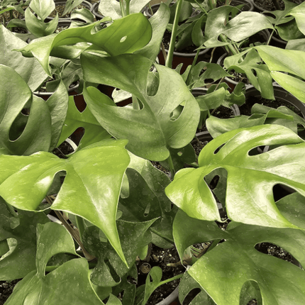 Monstera Deliciosa - Philo Raphidophora | Vegago Chile

