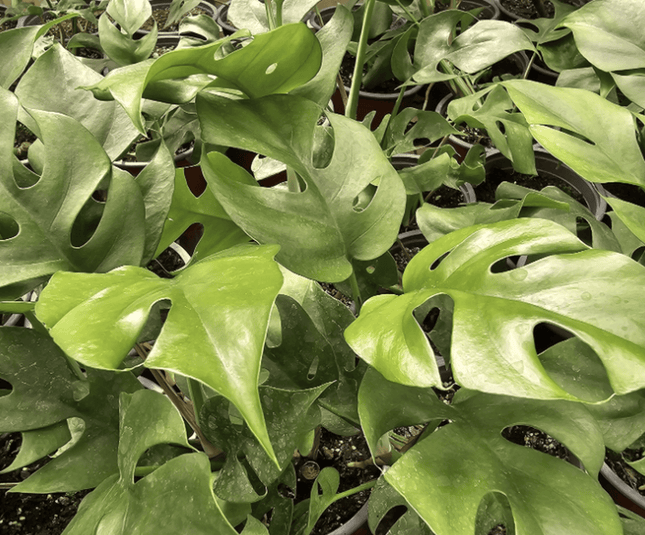Monstera Deliciosa - Philo Raphidophora | Vegago Chile
