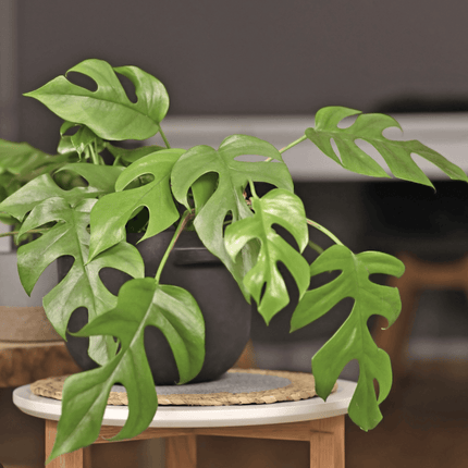 Monstera Deliciosa - Philo Raphidophora | Vegago Chile