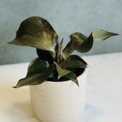 Filodendro - Philo Red Heart | Vegago Chile

