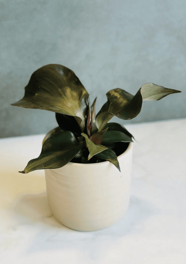 Filodendro - Philo Red Heart | Vegago Chile

