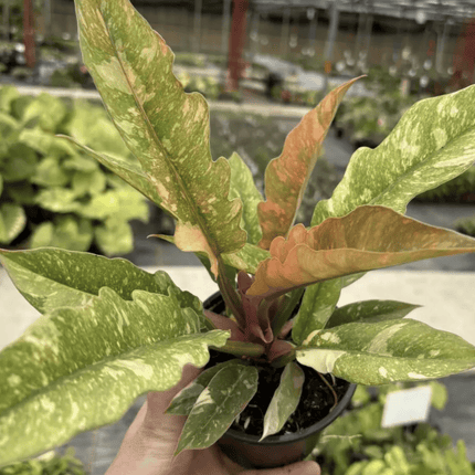 Filodendro - Philo Ring Of Fire Var | Vegago Chile
