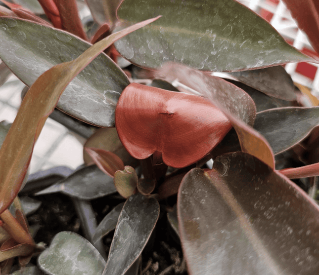 Filodendro - Philo Sun Red | Vegago Chile

