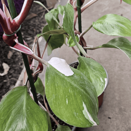 Filodendro - Philo White Knight | Vegago Chile
