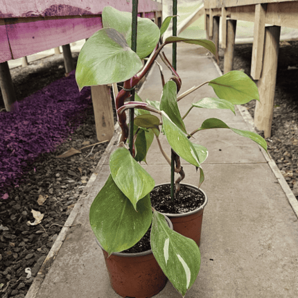 Filodendro - Philo White Knight | Vegago Chile
