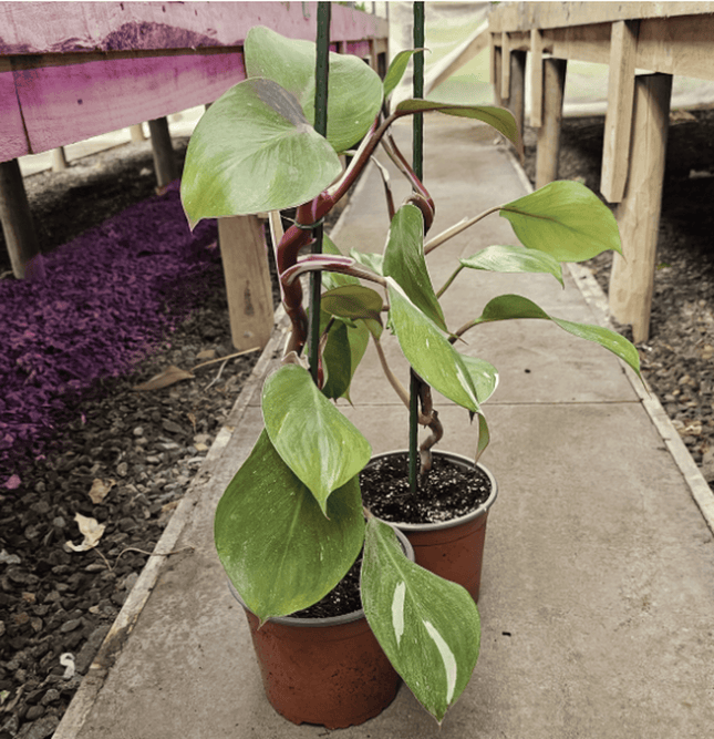 Filodendro - Philo White Knight | Vegago Chile
