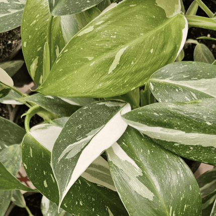 Filodendro - Philo White Wizard | Vegago Chile