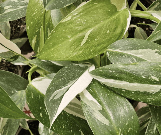 Filodendro - Philo White Wizard | Vegago Chile