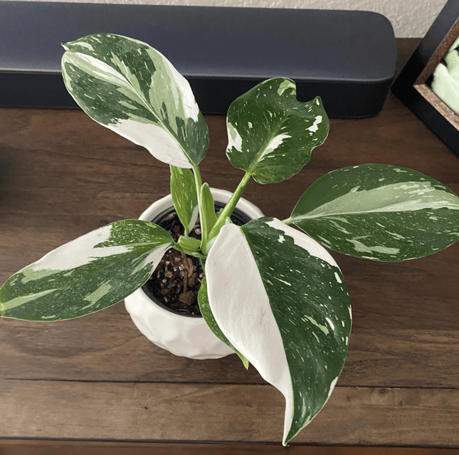 Filodendro - Philo White Wizard | Vegago Chile