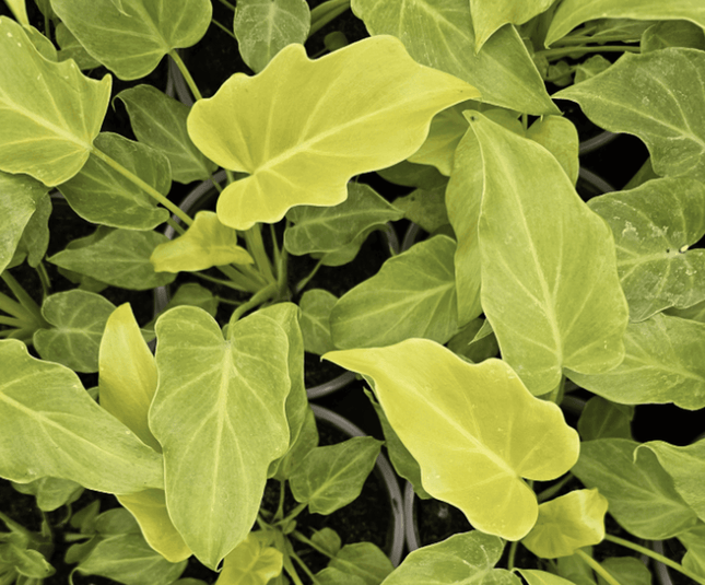 Garra De León Xanadu - Philo Xanadu Golden | Vegago Chile