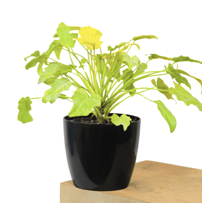 Garra De León Xanadu - Philo Xanadu Golden | Vegago Chile