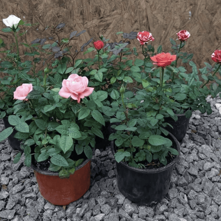 Rosa Mini | Vegago Chile