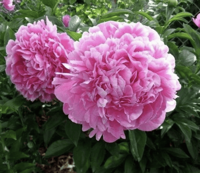 Rosa Peonia Jacorma | Vegago Chile