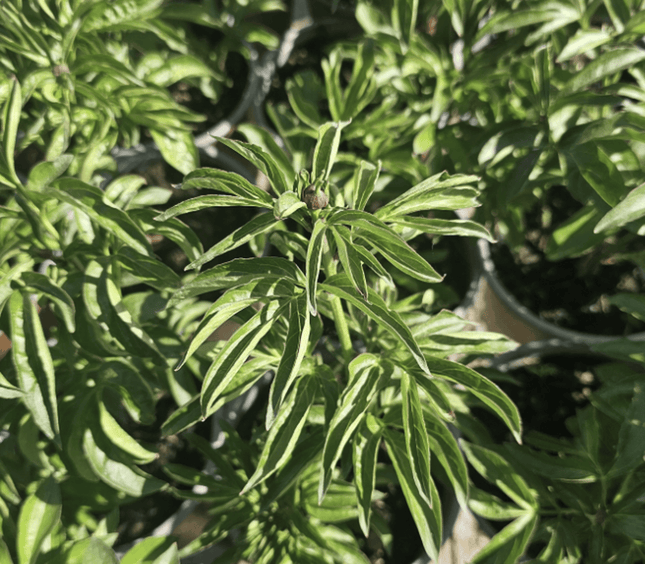 Rosa Peonia Jacorma | Vegago Chile