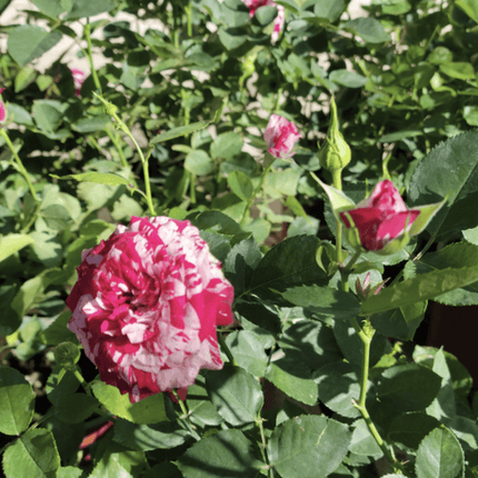 Rosa Tigre | Vegago Chile