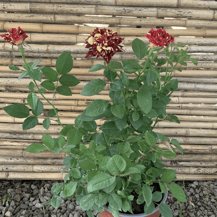 Rosa Tigre | Vegago Chile