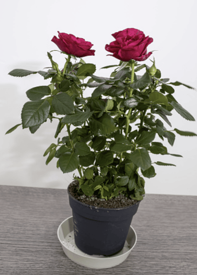 Rosa | Vegago Chile