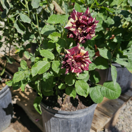 Rosa Tigre Galeón Negro; Mediana | Vegago Chile