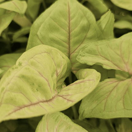 Singonio Golden Allusion | Vegago Chile