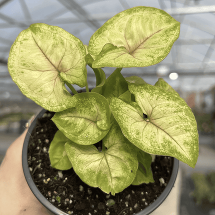 Singonio Golden Allusion | Vegago Chile