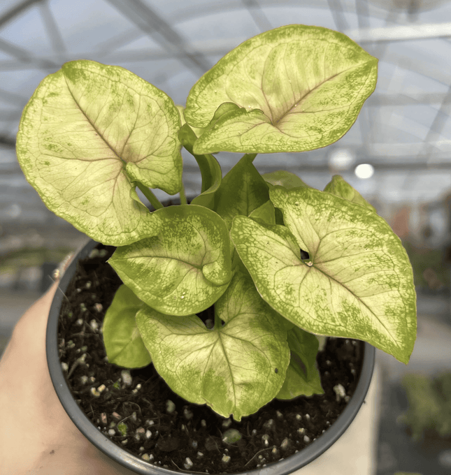 Singonio Golden Allusion | Vegago Chile