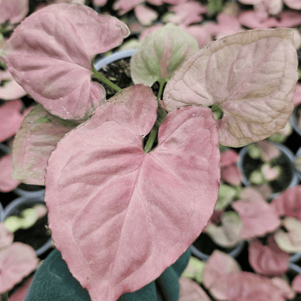 Singonio Pink Perfection | Vegago Chile
Success
