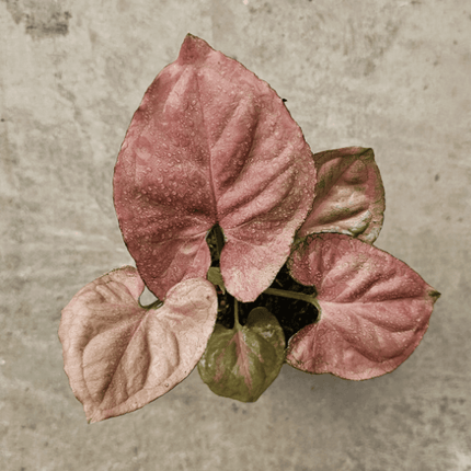 Singonio Pink Perfection | Vegago Chile