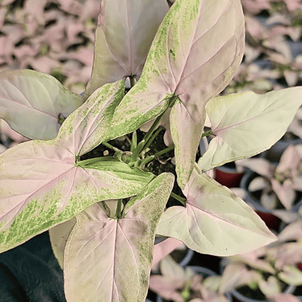 Singonio Red Spot Tricolor | Vegago Chile
Success

