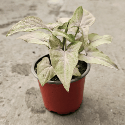 Singonio Red Spot Tricolor | Vegago Chile
Success
