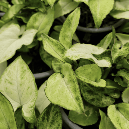 Singonio Robusta | Vegago Chile