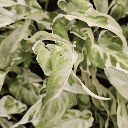 Singonio Starlite | Vegago Chile
Success
