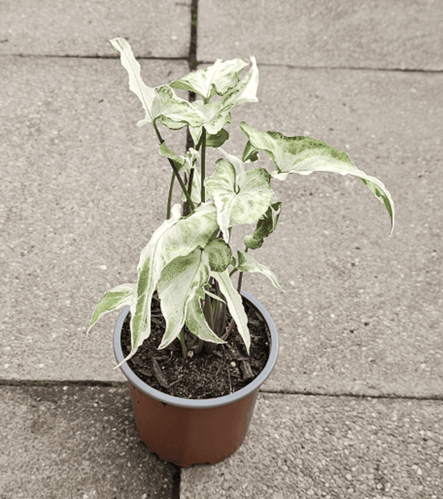Singonio Starlite | Vegago Chile
Success
