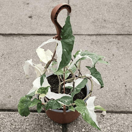 Singonio Variegado | Vegago Chile