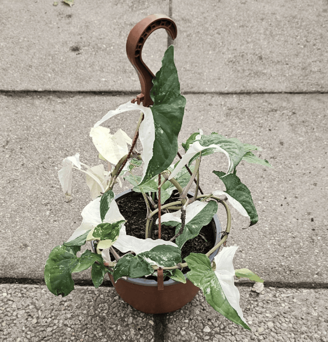 Singonio Variegado | Vegago Chile