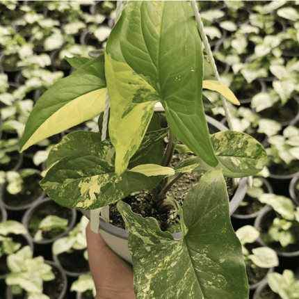 Singonio Yellow Var | Vegago Chile
Success
