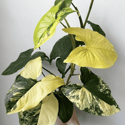 Singonio Yellow Var | Vegago Chile
Success
