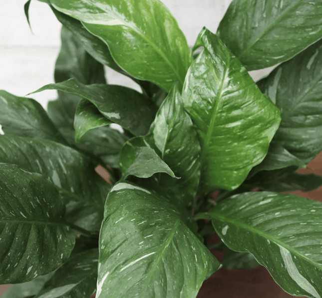 Lirio De La Paz - Spathiphyllum Var | Vegago Chile