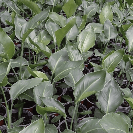 Ave Del Paraíso - Strelitzia Nicolai | Vegago Chile1