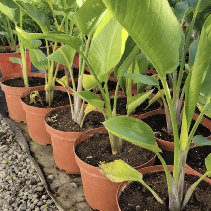 Ave Del Paraíso - Strelitzia Nicolai | Vegago Chile3